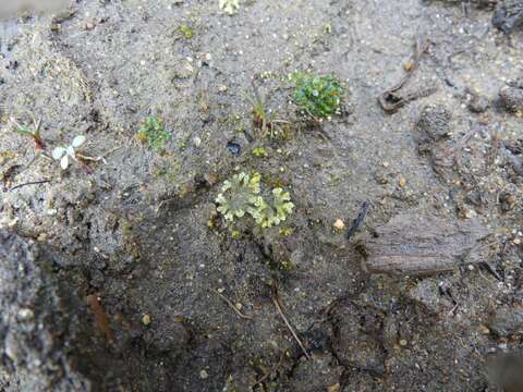 Image of Riccia huebeneriana subsp. sullivantii (Austin) R. M. Schust.