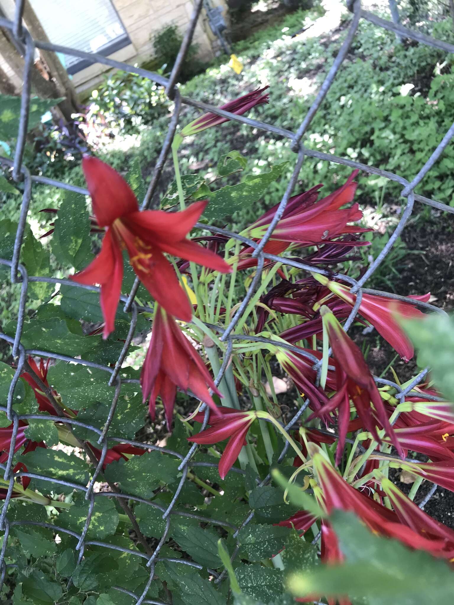 Imagem de Zephyranthes bifida