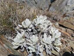 Слика од Leucochrysum alpinum (F. Müll.) R. J. Dennis & N. G. Walsh