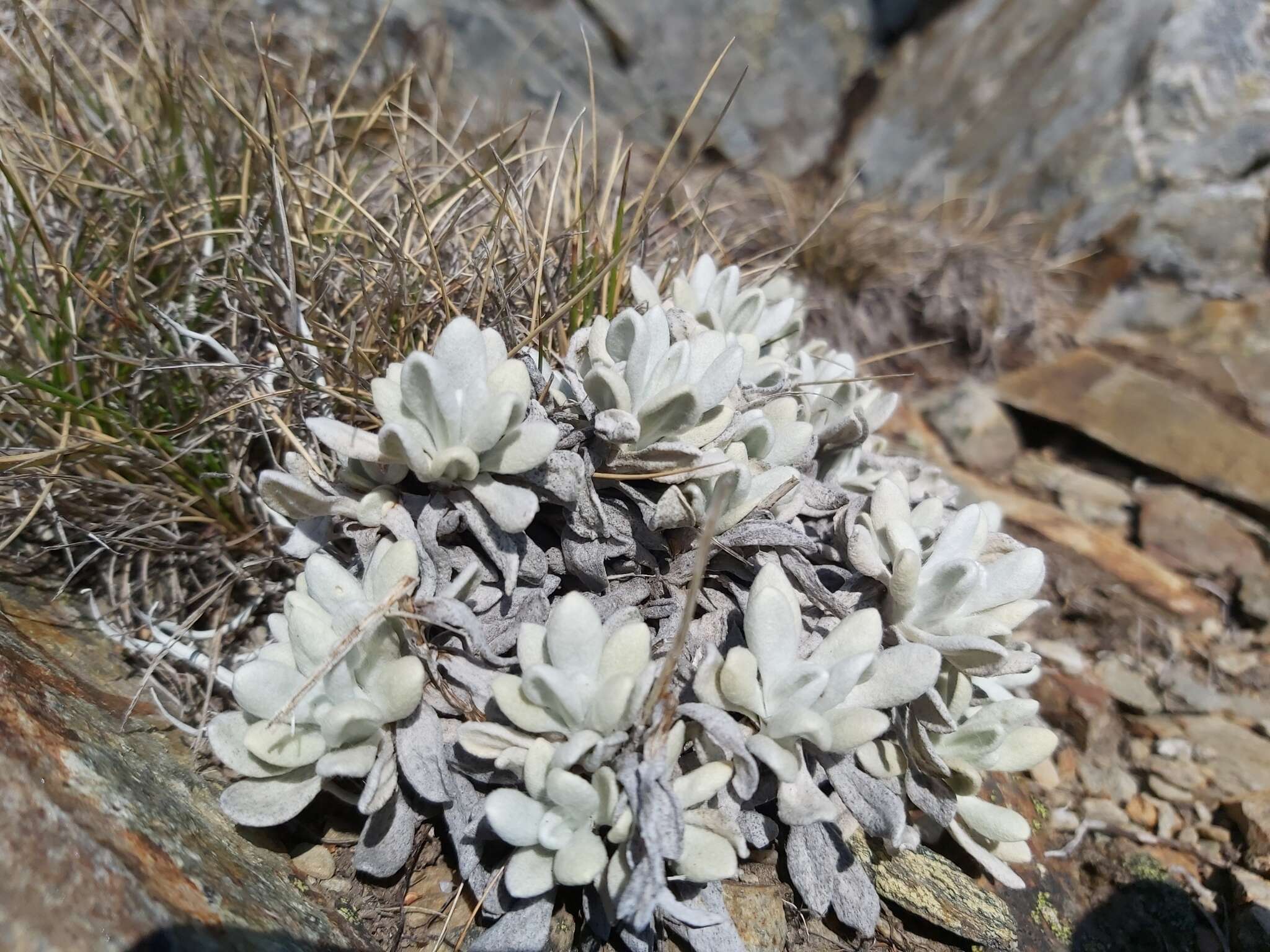 Image of Leucochrysum alpinum (F. Müll.) R. J. Dennis & N. G. Walsh