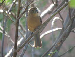 Image of Ultramarine Grosbeak