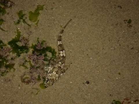 Image of Eastern Jumping Blenny