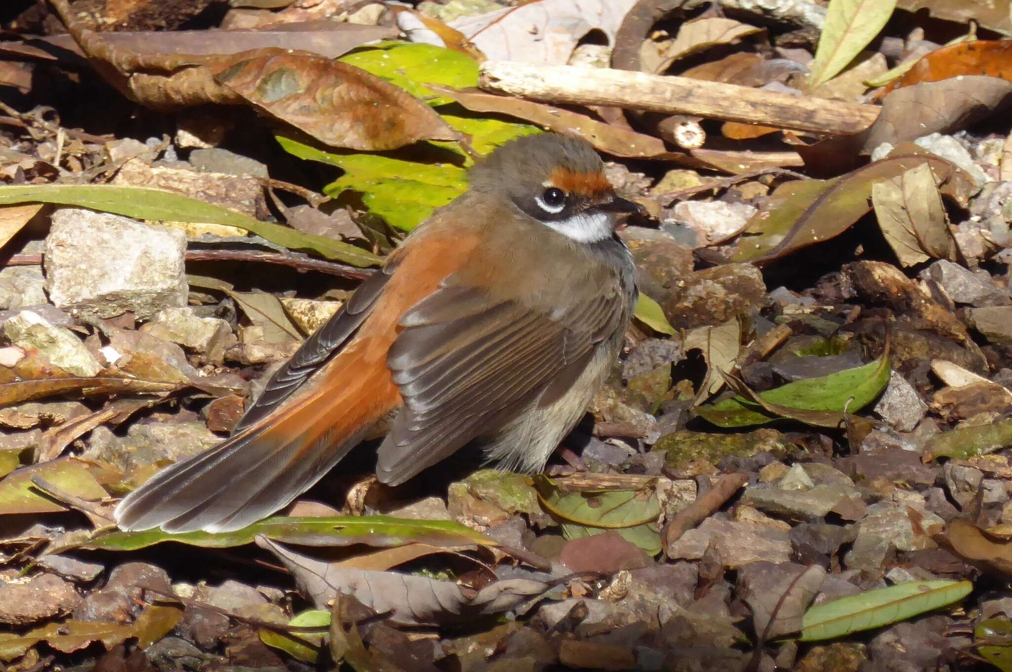 Image of Rufous Fantail