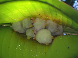 Image of Ectophyllina Baker, Solari, Cirranello & Simmons 2016