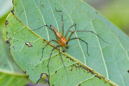 Image of Oxyopes sunandae Tikader 1970