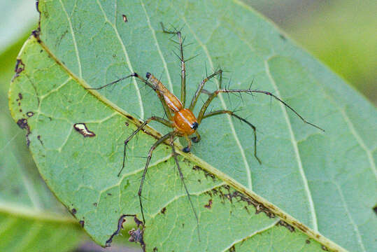 Image de Oxyopes sunandae Tikader 1970