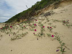 Image de Petunia integrifolia (Hook.) Schinz & Thellung