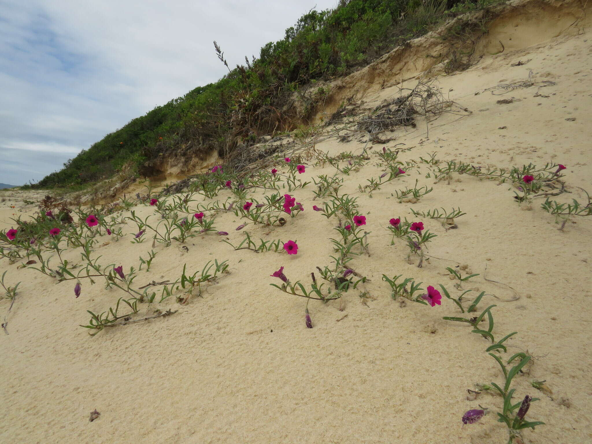 Image de Petunia integrifolia (Hook.) Schinz & Thellung