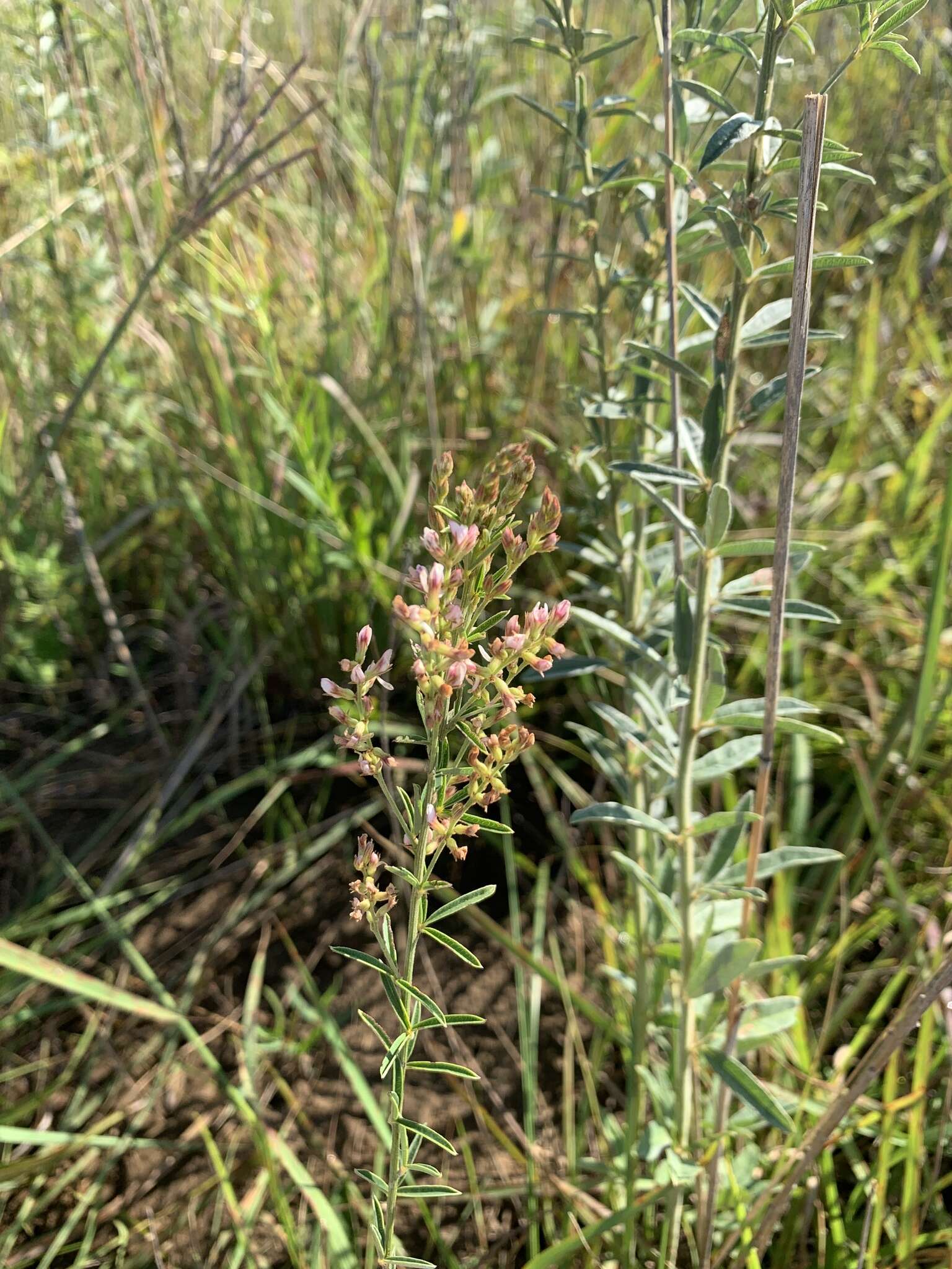 Imagem de Lespedeza leptostachya A. Gray