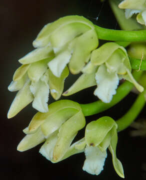 Image of Maxillaria anceps Ames & C. Schweinf.