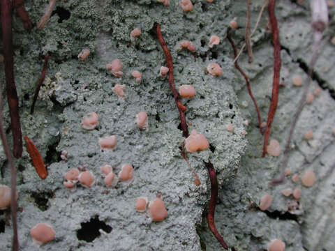 Image of peppermint drop lichen