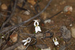 Image de Stylidium decipiens (Carlquist) Wege