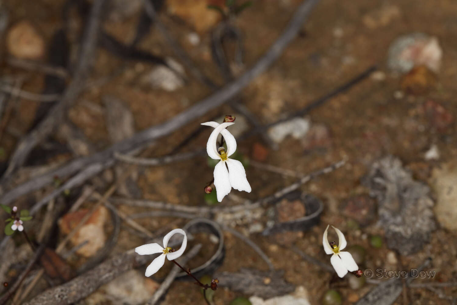 Image de Stylidium decipiens (Carlquist) Wege