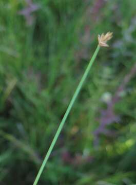 Imagem de Eleocharis wichurae Boeckeler