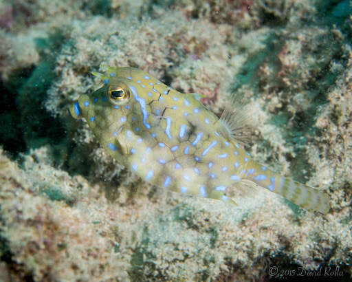 Image of Shorthorn cowfish