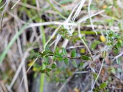 Image of Gonocarpus incanus (A. Cunn.) Orchard