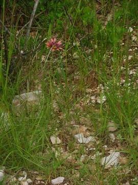 Image of Tragopogon crocifolius L.