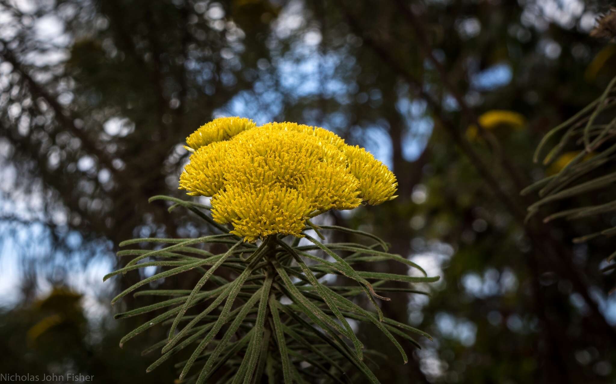 Cassinia leptocephala F. Müll. resmi