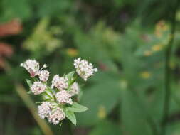 Imagem de Astrantia major subsp. elatior (Friv.) K. Malý