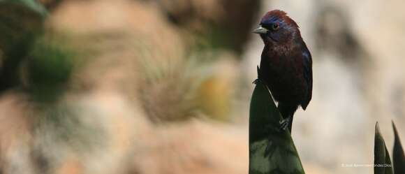 Image of Varied Bunting