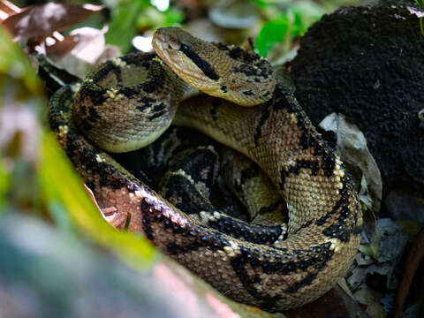 صورة Lachesis stenophrys Cope 1876