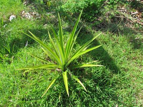 Image of Pineapples