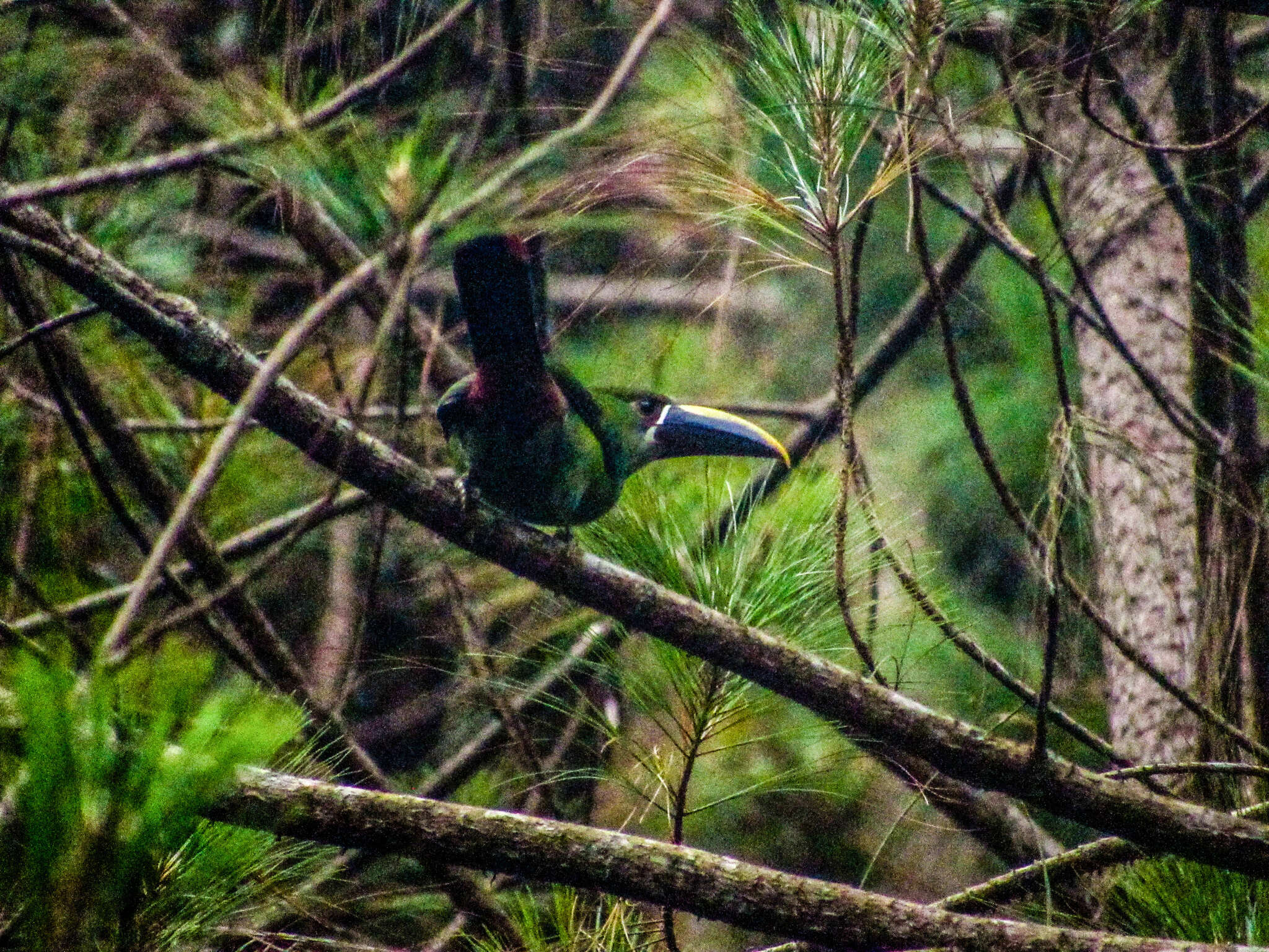 Aulacorhynchus albivitta (Boissonneau 1840)的圖片