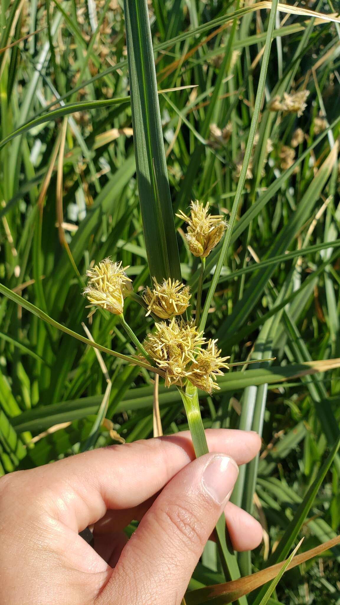 Image of cosmopolitan bulrush