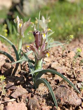 Image of Iris capnoides (Vved.) T. Hall & Seisums