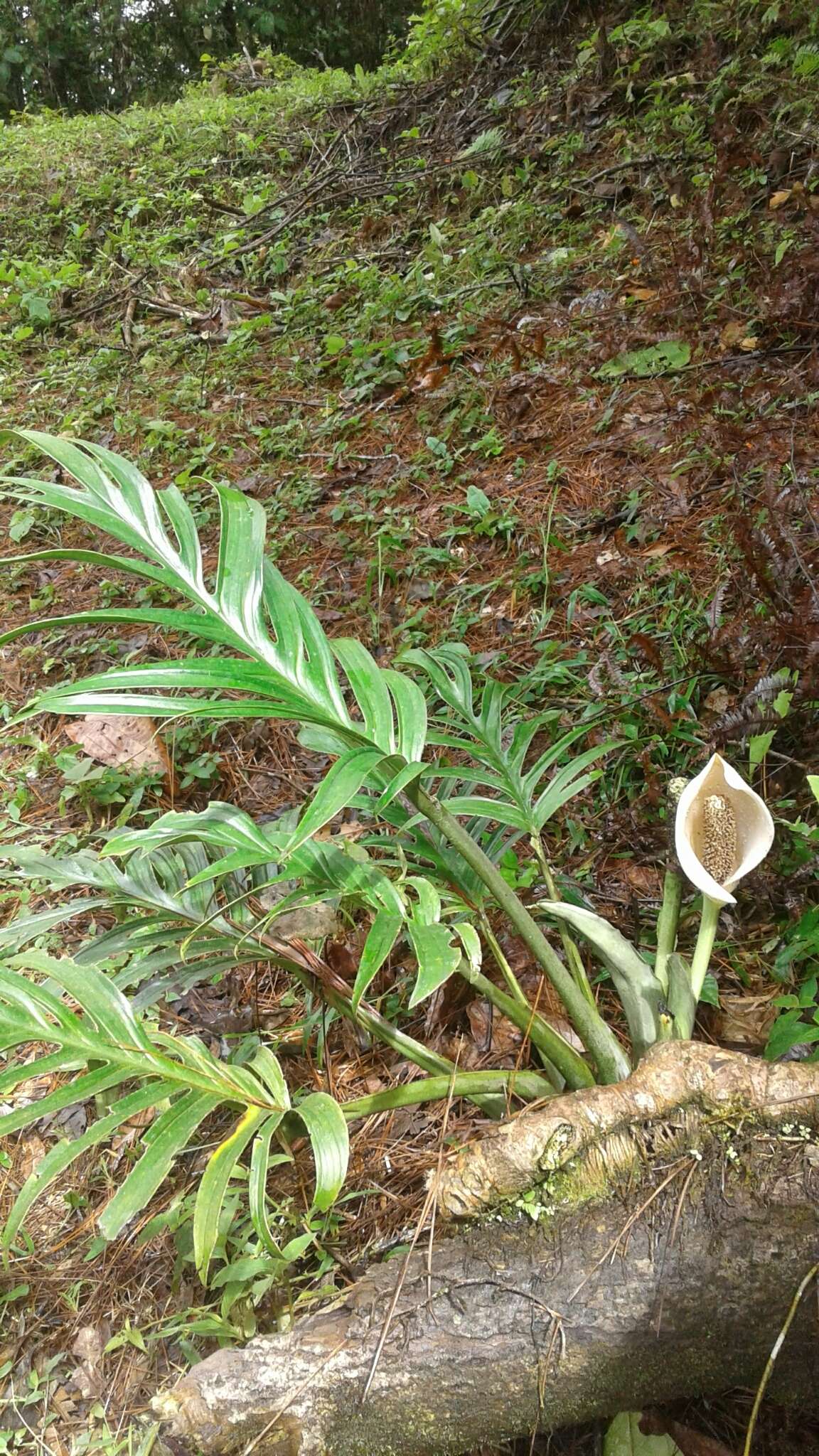 Image of Monstera pinnatipartita Schott