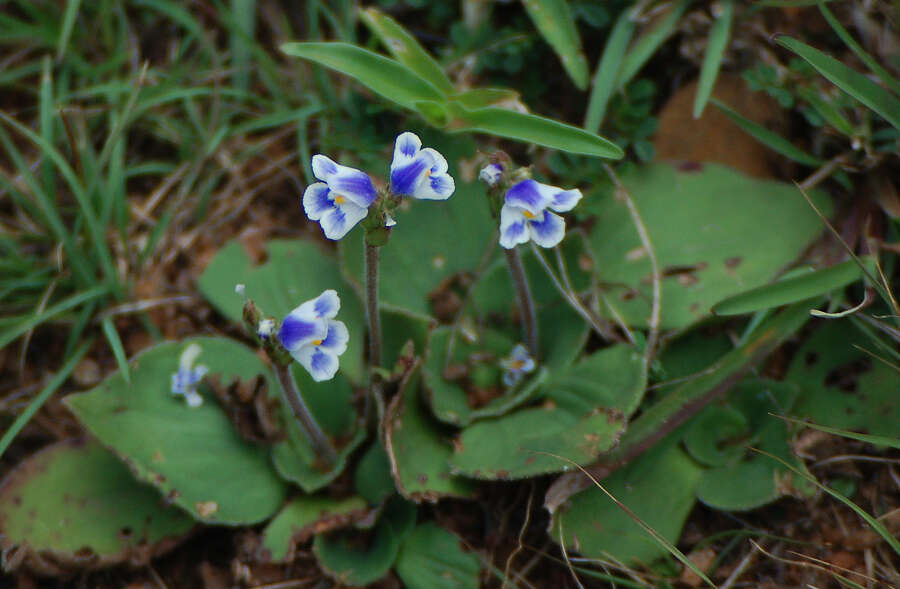 Imagem de Craterostigma plantagineum Hochst.