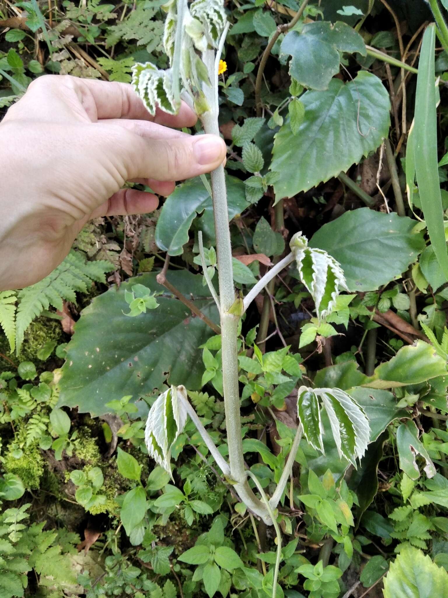 Image of chestnut vine