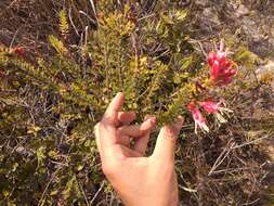 Image de Bejaria resinosa Mutis ex L. fil.