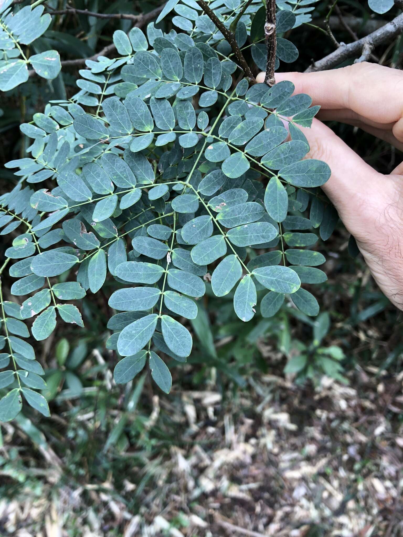 Image of Albizia corniculata (Lour.) Druce