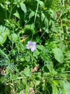 Imagem de Linum alpinum subsp. julicum (Hayek) Hegi