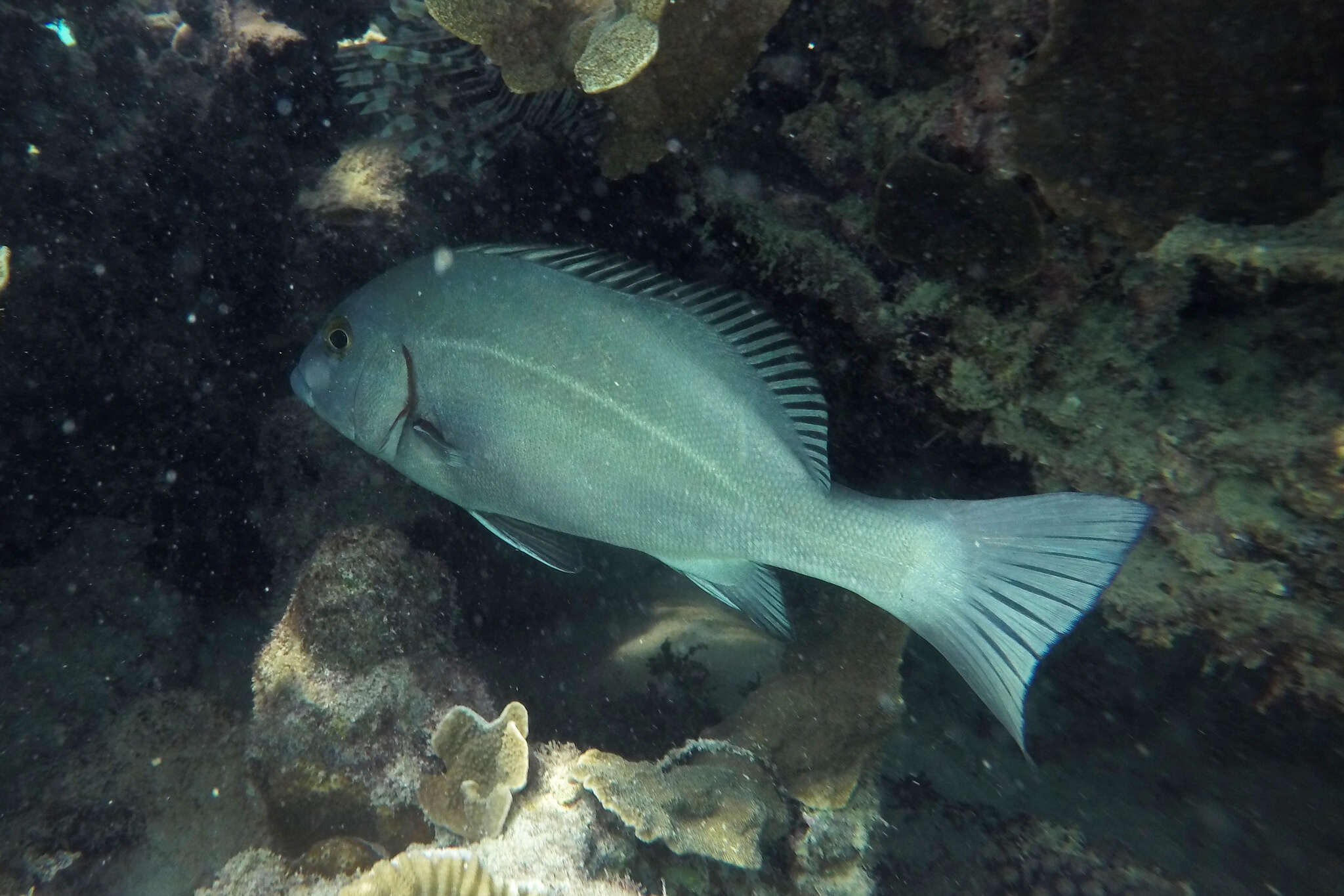 Sivun Plectorhinchus caeruleonothus Johnson & Wilmer 2015 kuva