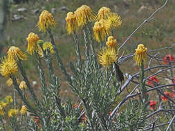 Image of Leucospermum reflexum var. luteum J. P. Rourke