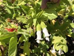 Image of Ross' pitcher sage