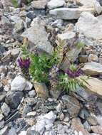 Image de Oxytropis sylvatica (Pall.) DC.