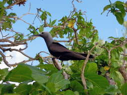 Anous tenuirostris (Temminck 1823) resmi