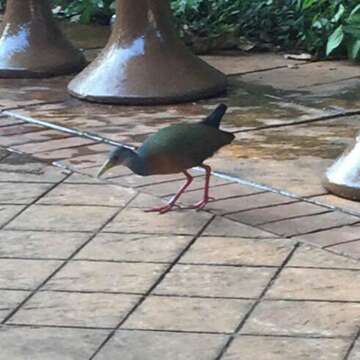 Image of grey-necked wood rail