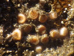 Image of Aggregating Cup Coral