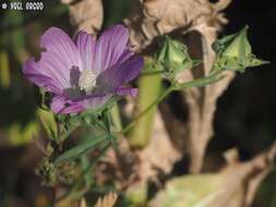 Sivun Malva punctata (All.) Alef. kuva