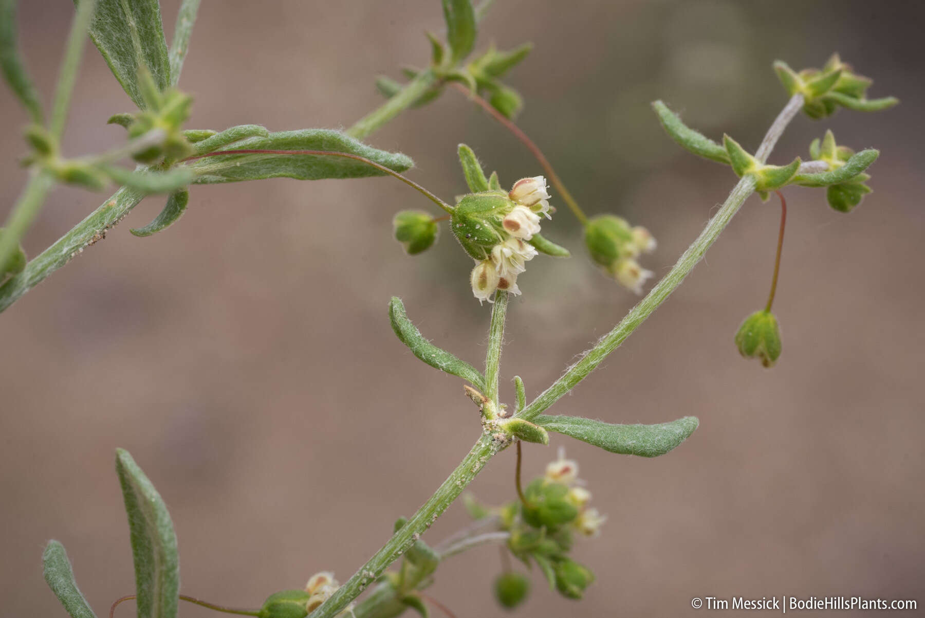 Image of spotted buckwheat