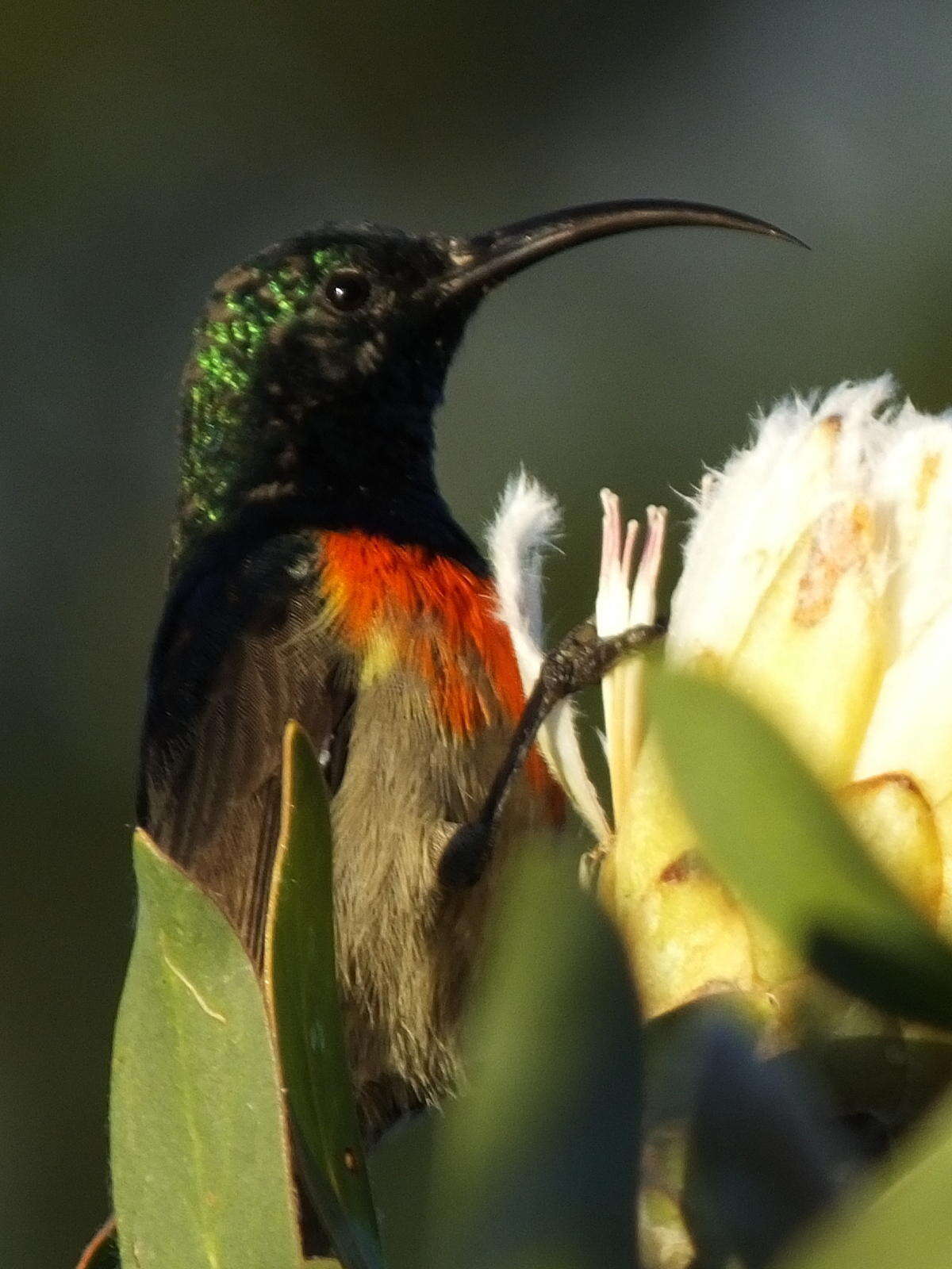 Image of Greater Double-collared Sunbird