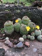 Image de Mammillaria beneckei Ehrenb.