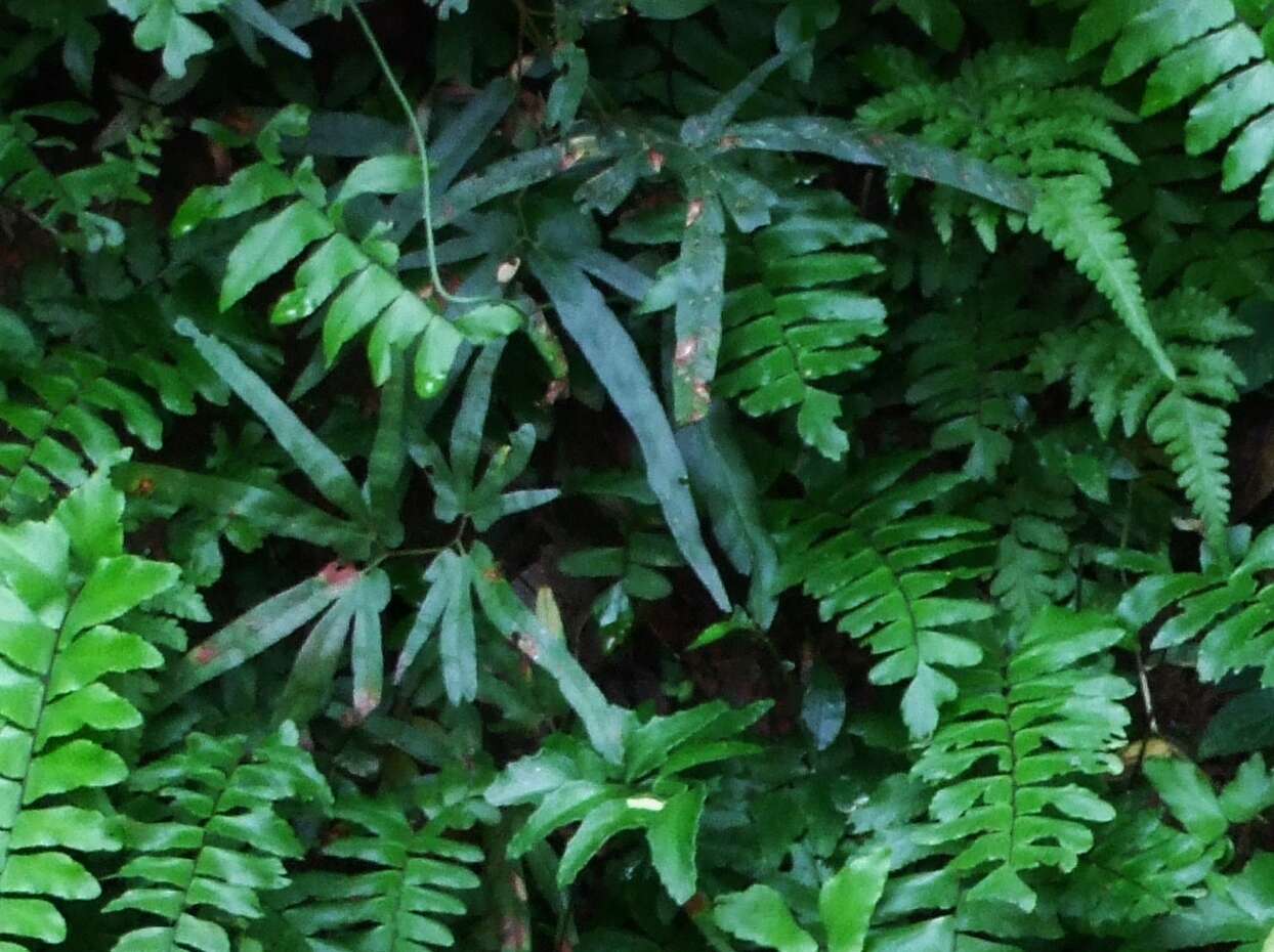 Image of maidenhair creeper