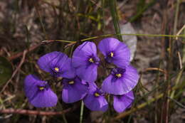 Image of Utricularia beaugleholei R. J. Gassin