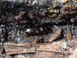 Image of Carabidae