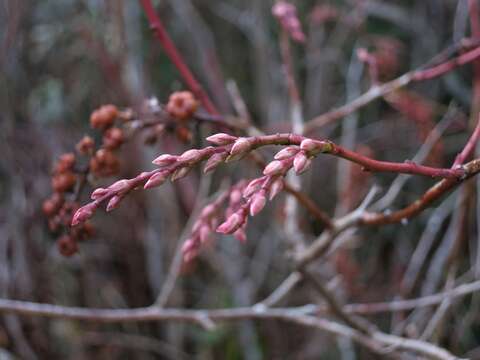 Image of redtwig doghobble